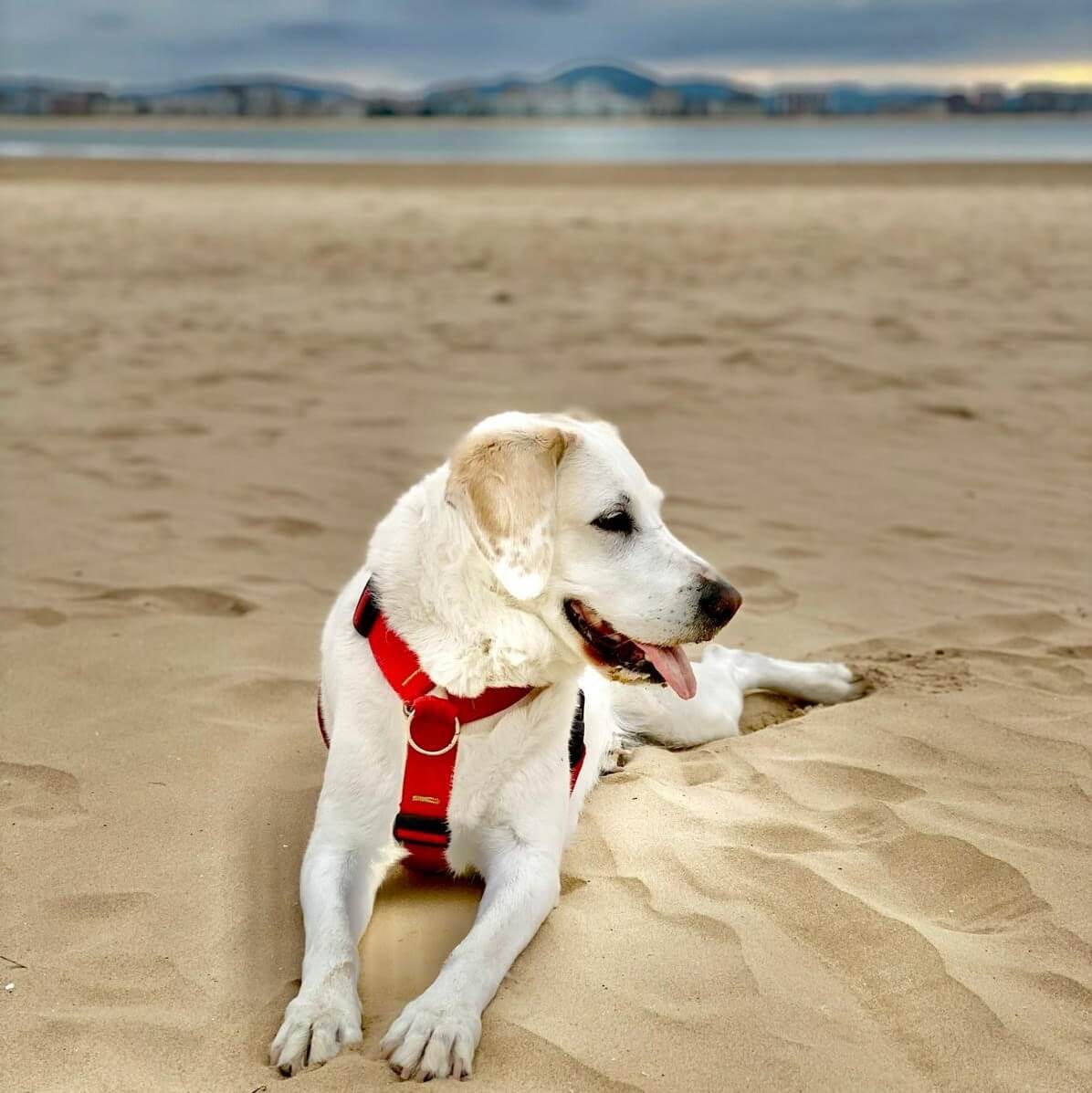 Los animales han dejado de ser bienes muebles en España