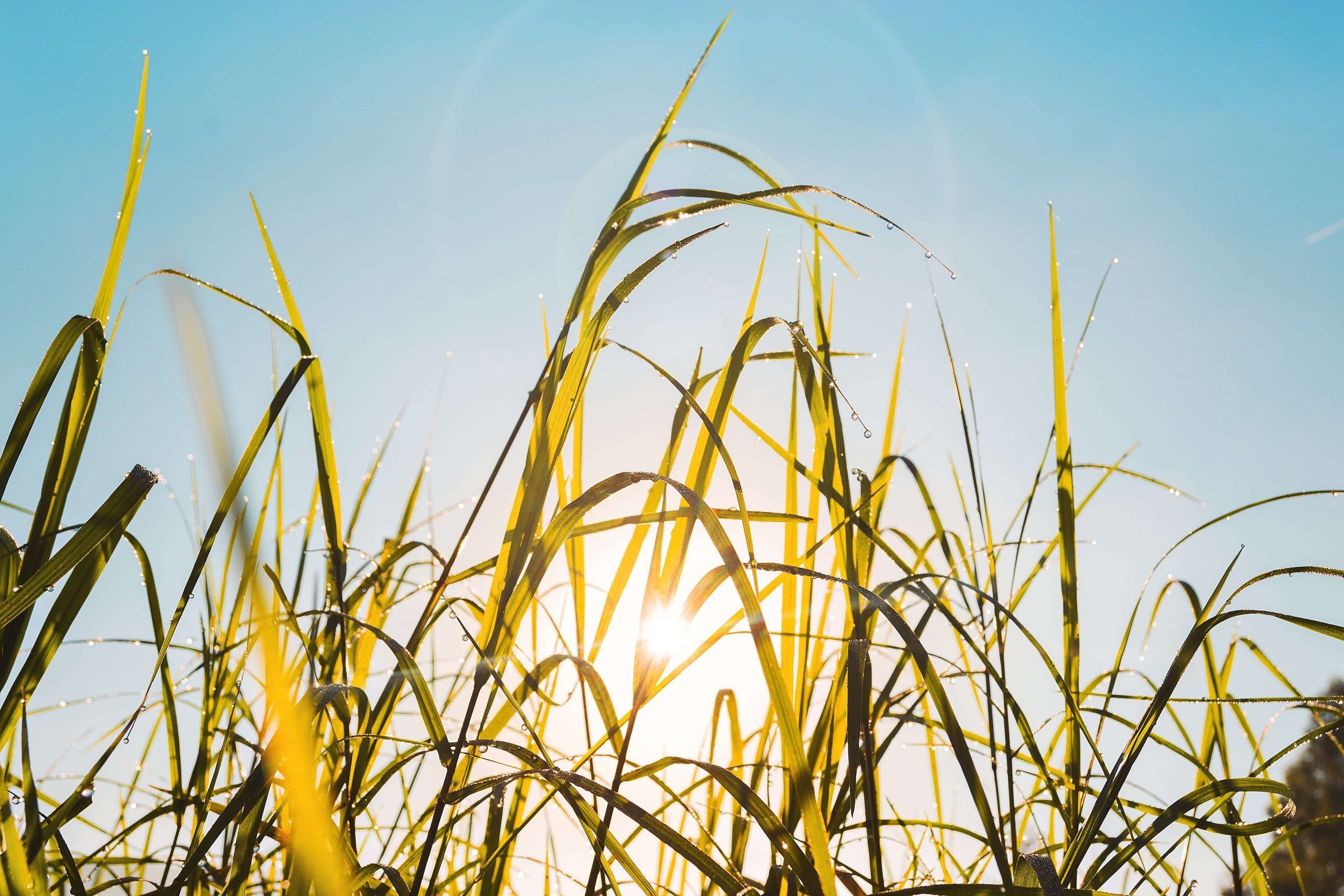 España y la vitamina D