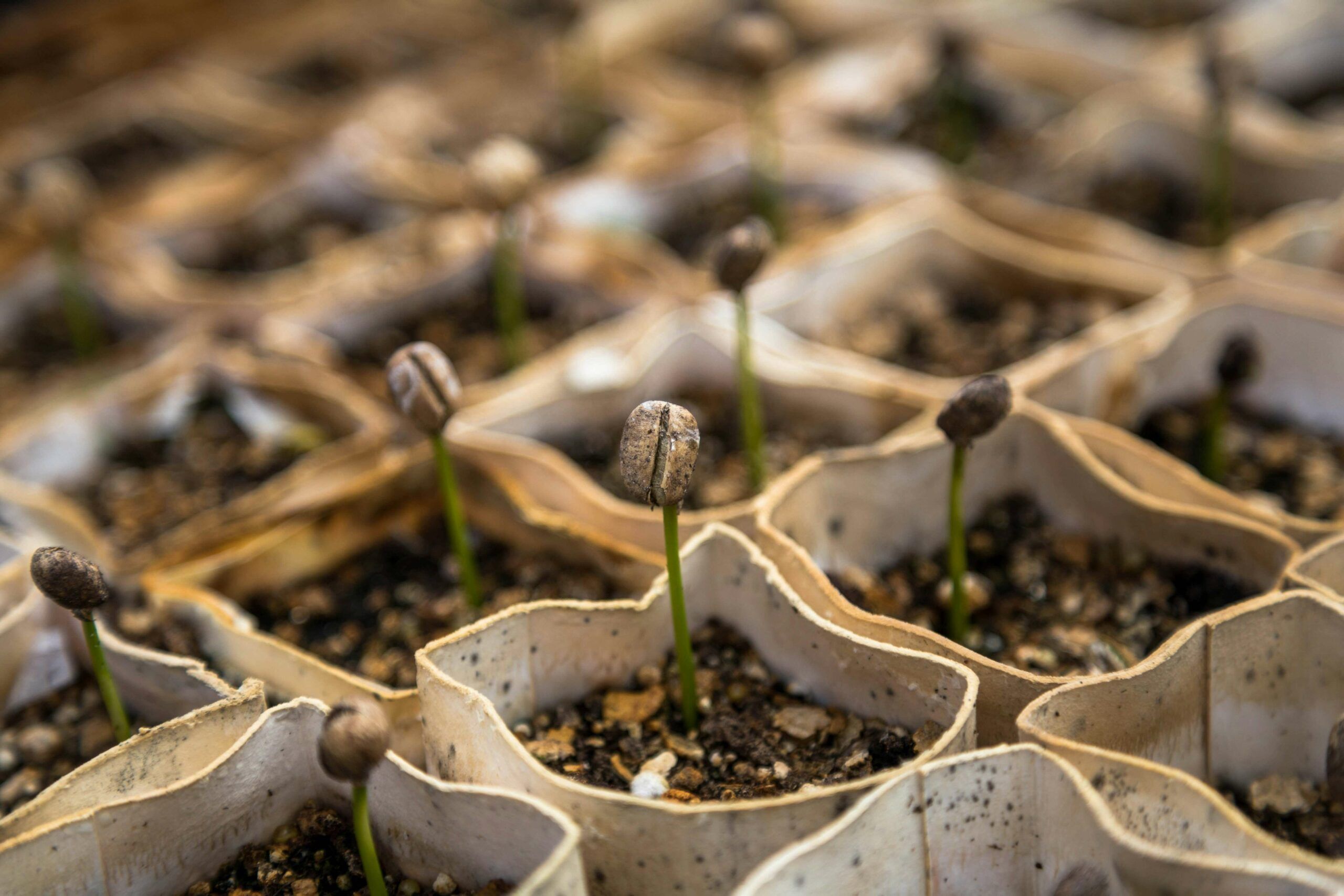 The Importance of Entrepreneurial Culture in the Success of Startups